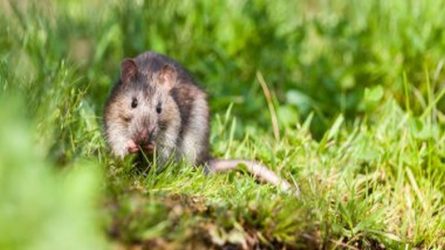 Comprehensive Rat Control: Proven Pest Control Methods