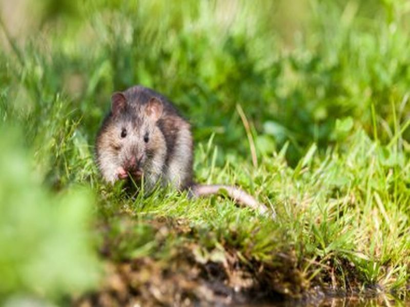 Comprehensive Rat Control: Proven Pest Control Methods