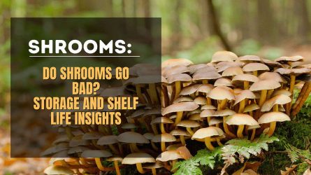 Harvested Wisdom: Dried Mushroom Shelf Life Revealed