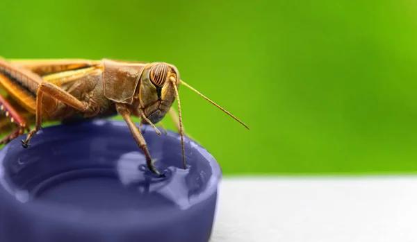 Quick Cockroach Control Solutions Sydney